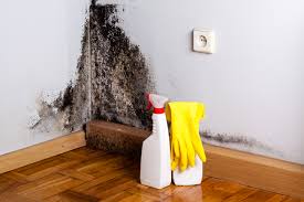 Why You Should Choose Our Mold Remediation Services in Delmar, DE